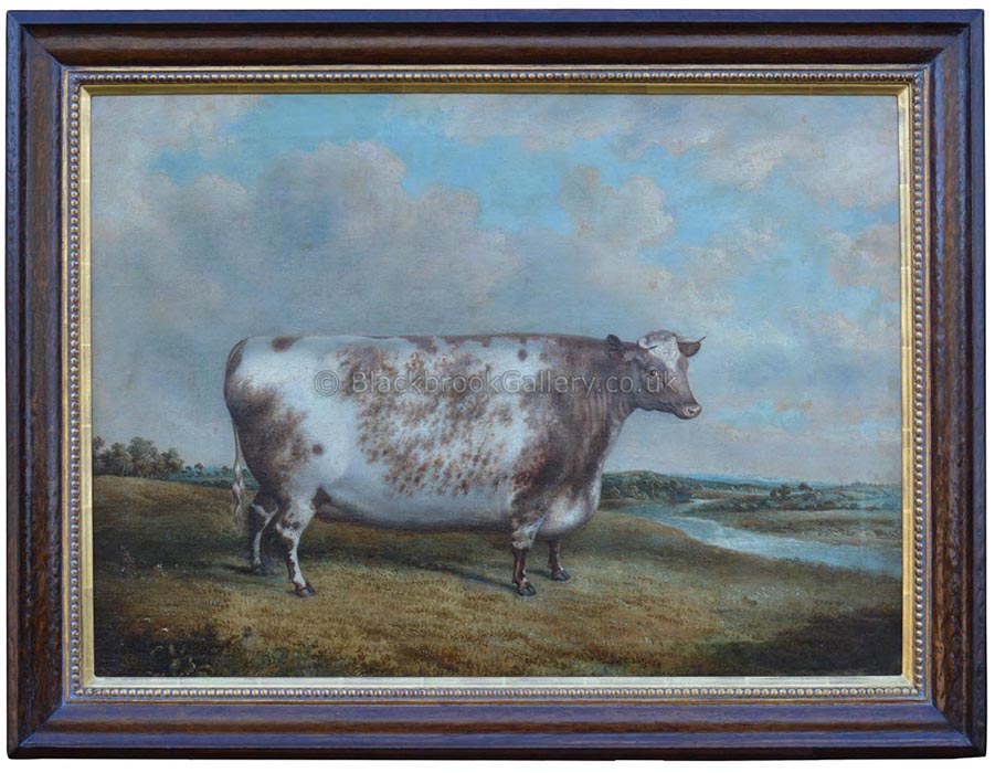 Fat Shorthorn Heifer by G. Jackson