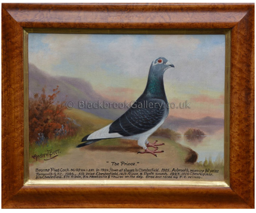 The Prince racing pigeon Antique Animal Portrait By Andrew Beer