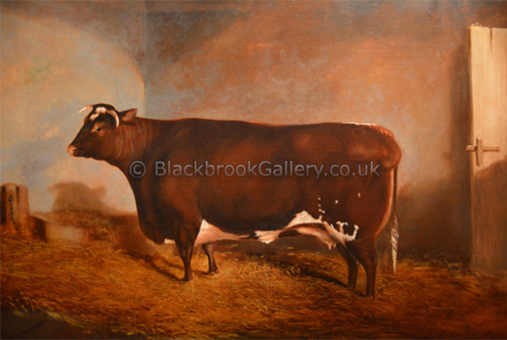 Antique Animal Painting, Shorthorn Cow In A Stable