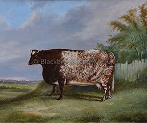 The Red Roan Shorthorn Cow By James Clark