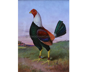 Antique Animal Portrait Of Old English Game Cock