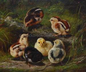 Chicks By Arthur Fitzwilliam Tait