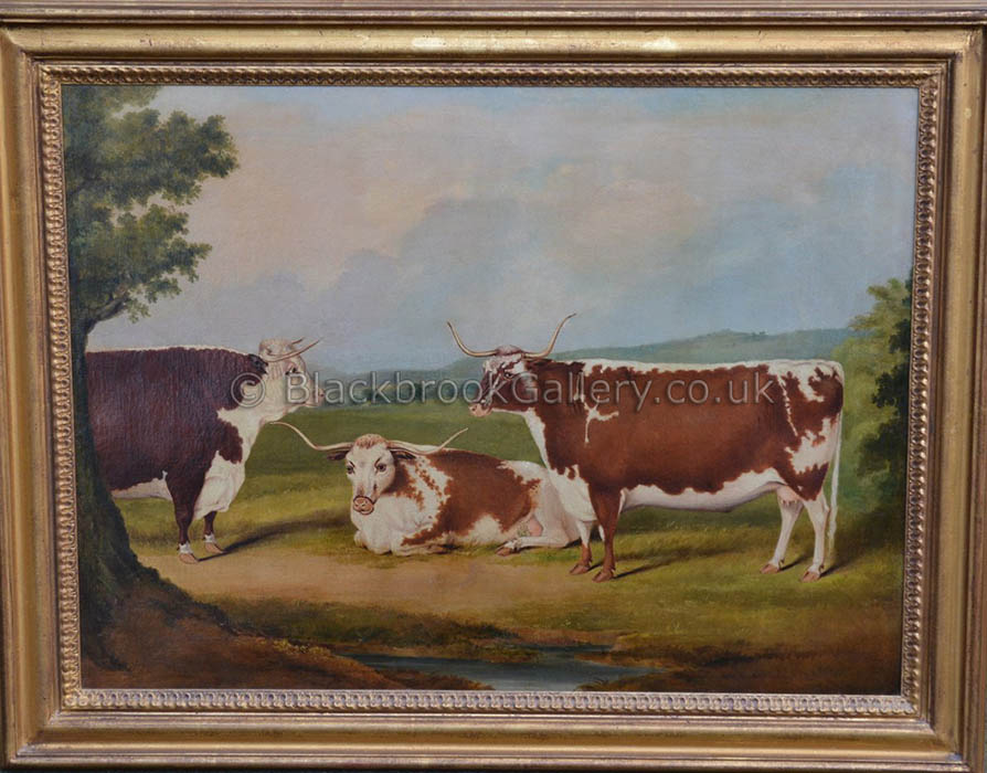 Longhorn Cow's with a Hereford Bull