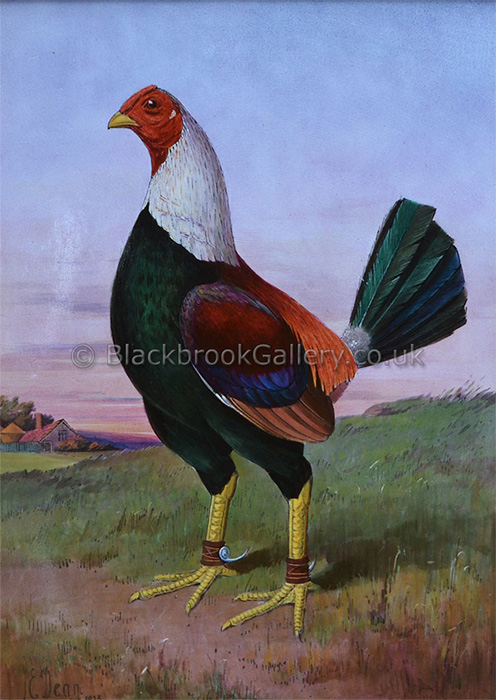 Portrait of Old English Game Cock Signed and dated J E Dean 1925