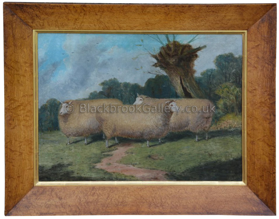 Prize Ewes In A Field By Artist Richard Whitford