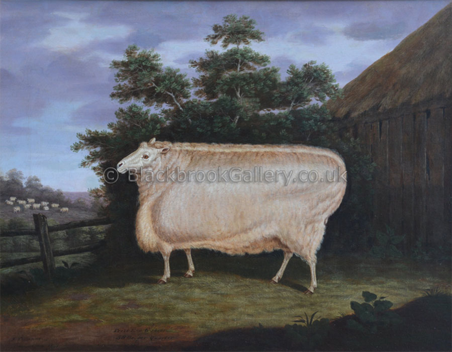 Prize Leicester Ewe By T. Yeomans