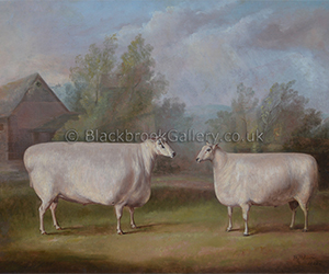 Prize Leicester Rams By W. H. Davis