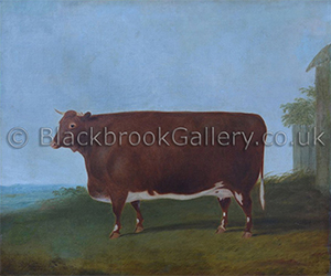 Prize red shorthorn heifer by G.B. Newmarch naive animal portraits