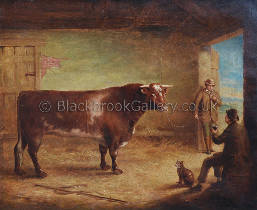 Shorthorn Bull In A Stable