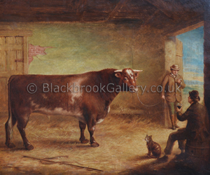 Shorthorn Bull In A Stable