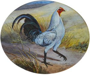 The Mealey Grey Game Cock, Antique Watercolour Painting By J. E. Dean