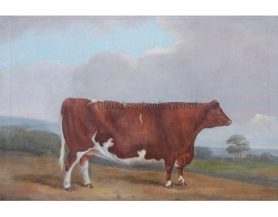 Primitive Suffolk steer antique animal paintings