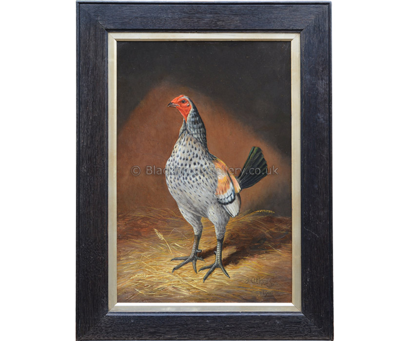 English Game Cock - Fig Pudding by Herbert Atkinson antique-animal-portrait