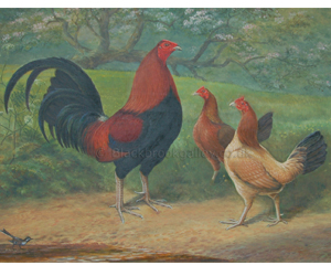 Old English Game – Light Red and Wheaten Hen in Orchard setting