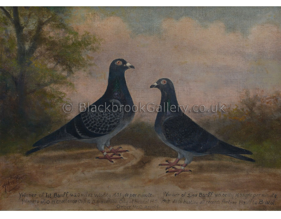 Two Prize Winning Pigeons by Andrew W Beer antique animal paintings