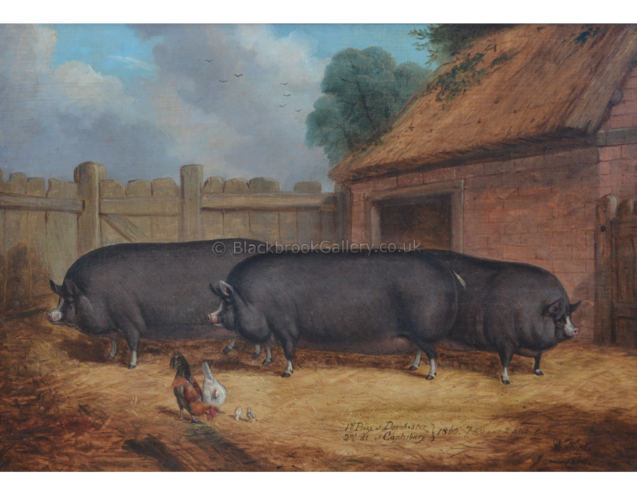 Prize Winning Berkshire Pigs, Antique Animal Painting By R. Whitford