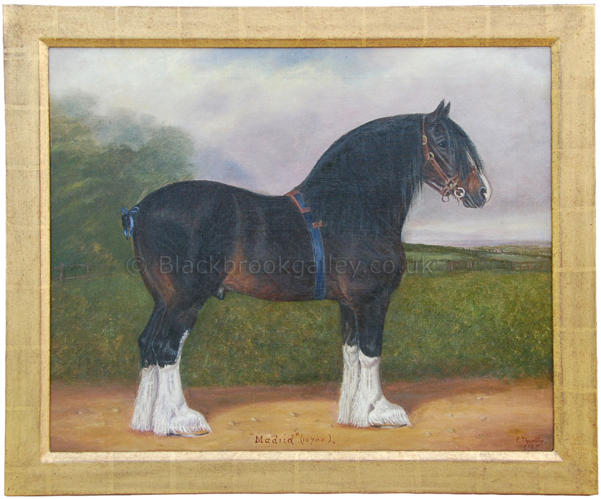 Madrid a champion clydesdale horse by Frederick Thurlby antique animal portrait