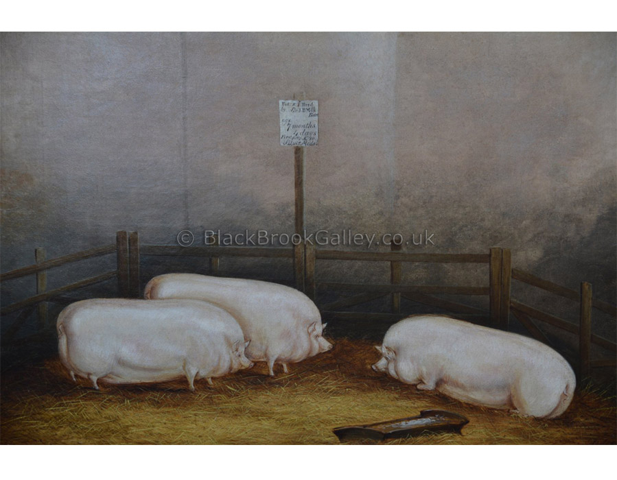 Three Middlewhite Pigs by James Clark antique animal paintings