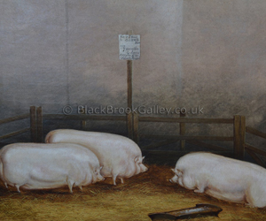 Three Middlewhite Pigs by James Clark naive animal paintings
