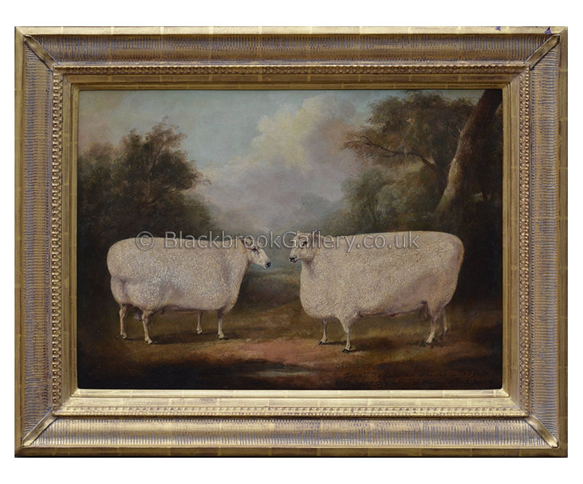 Two prize winning longwool cotswold rams antique animal portrait