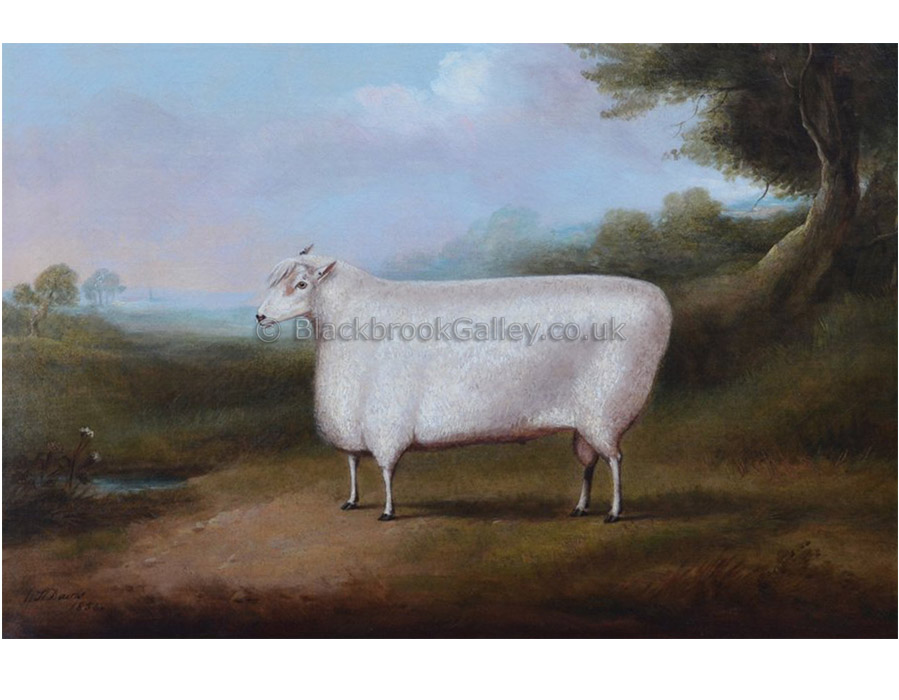 Prize Cotswold Ram by William Henry Davis antique animal paintings