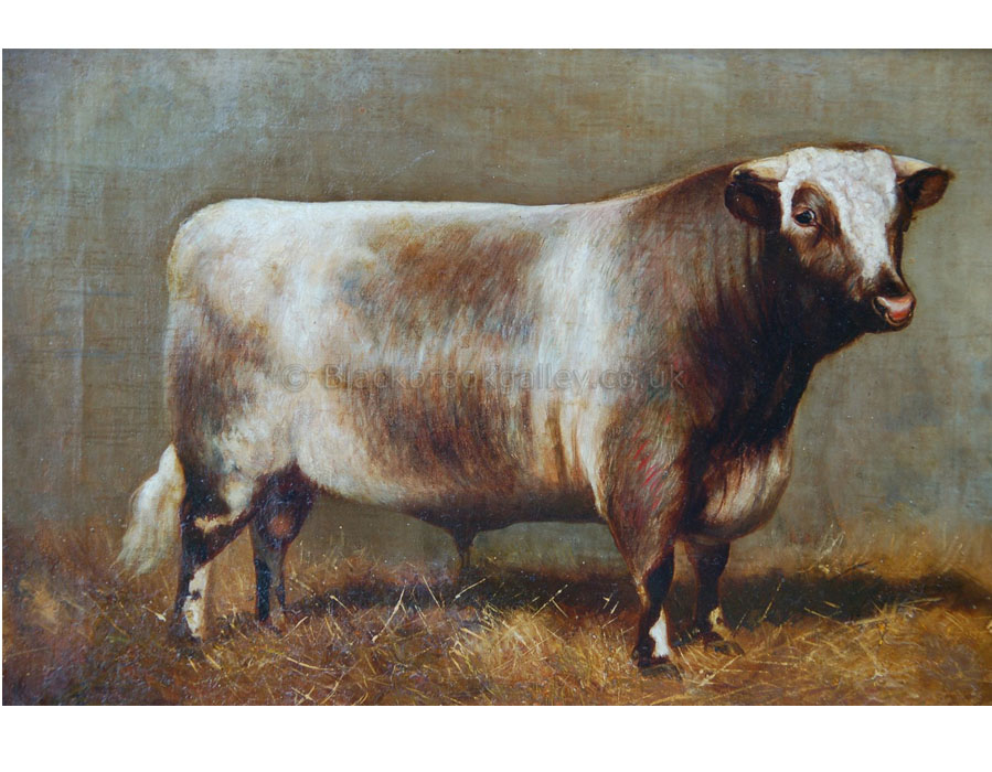 Short horn bull champion Chiddington Malcolm by Herbert st John Jones antique animal paintings