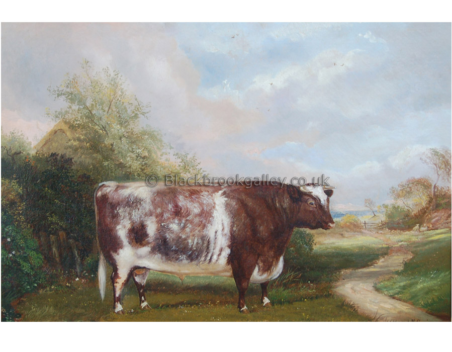 Shorthorn bull by A.M. Gauci antique animal paintings