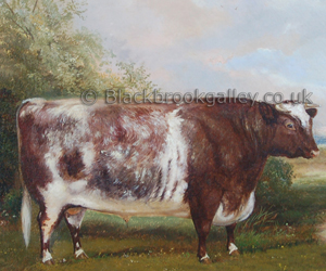 Shorthorn bull by A.M. Gauci naive animal paintings