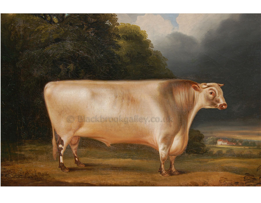 The bull Comet by Thomas Weaver antique animal paintings
