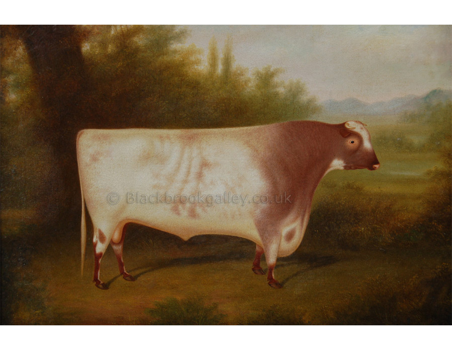 The prize shorthorn bull Belvedere by Henry Strafford antique animal paintings
