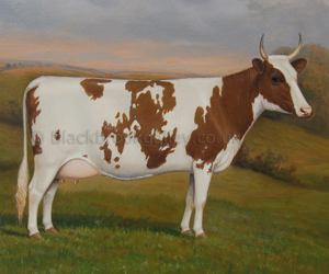 Ayrshire cow westburn ostella by William Albert Clark naive animal paintings