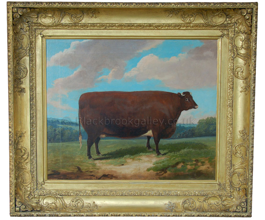 Devon fat heifer antique animal portrait