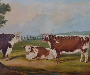 Longhorn Cow’s with a Hereford Bull