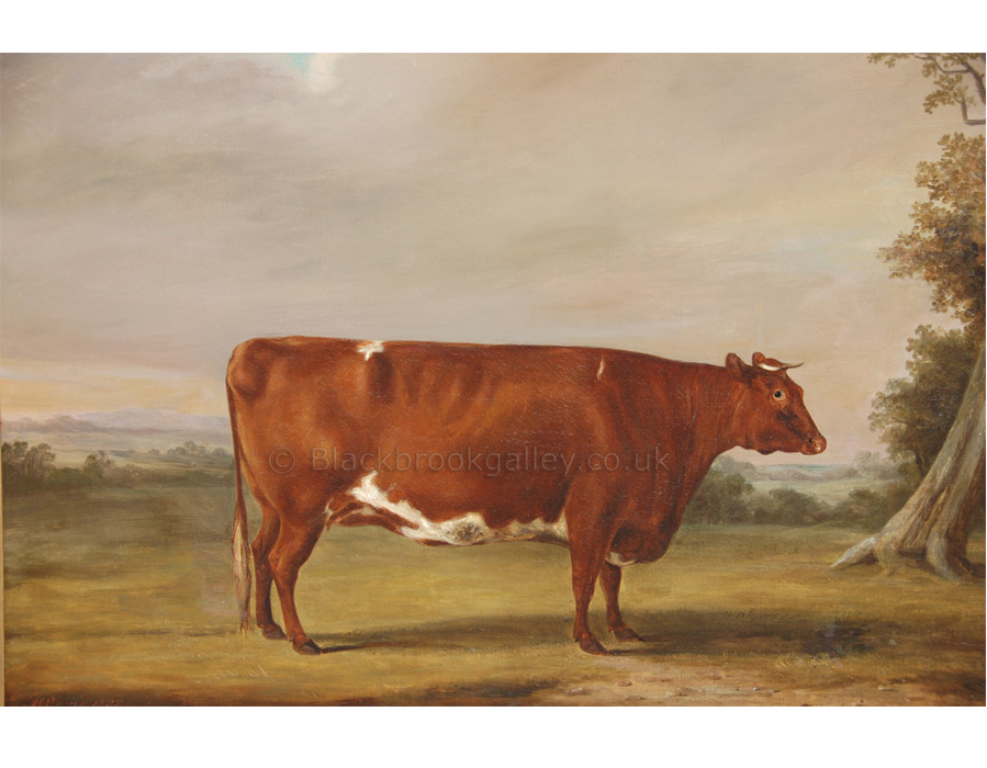 Portrait of a prize shorthorn heifer by William Henry Davis antique animal paintings