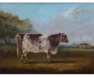 Vellum A Shorthorn Cow, Antique Animal Portrait By W. H. Davis