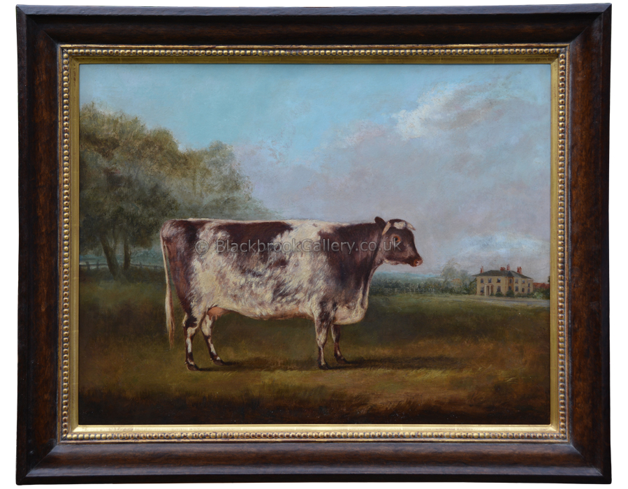 Vellum, A Shorthorn Cow, Framed, Antique Animal Painting