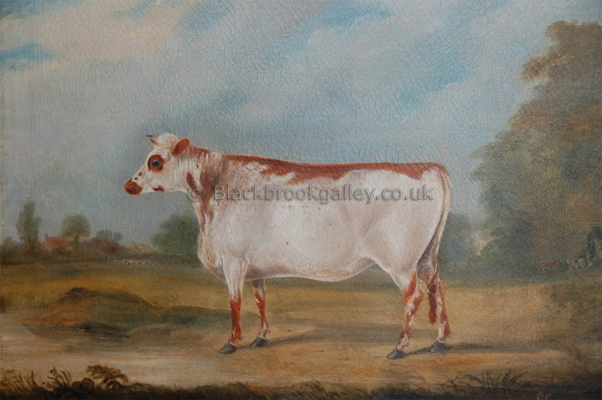 Naive heifer in a Norfolk landscape by John Scraggs antique animal paintings