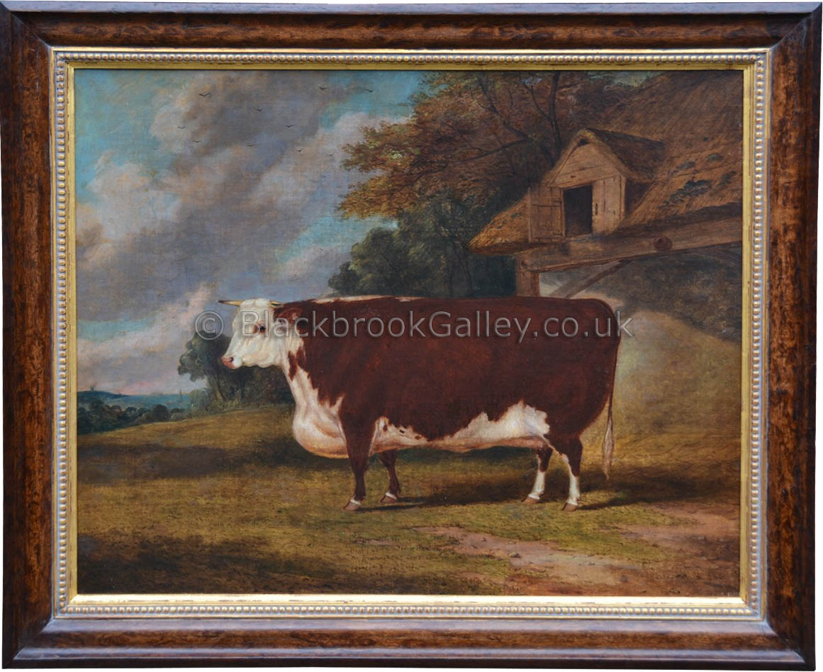 Prize Hereford prized heifer by Richard Whitford antique animal portrait