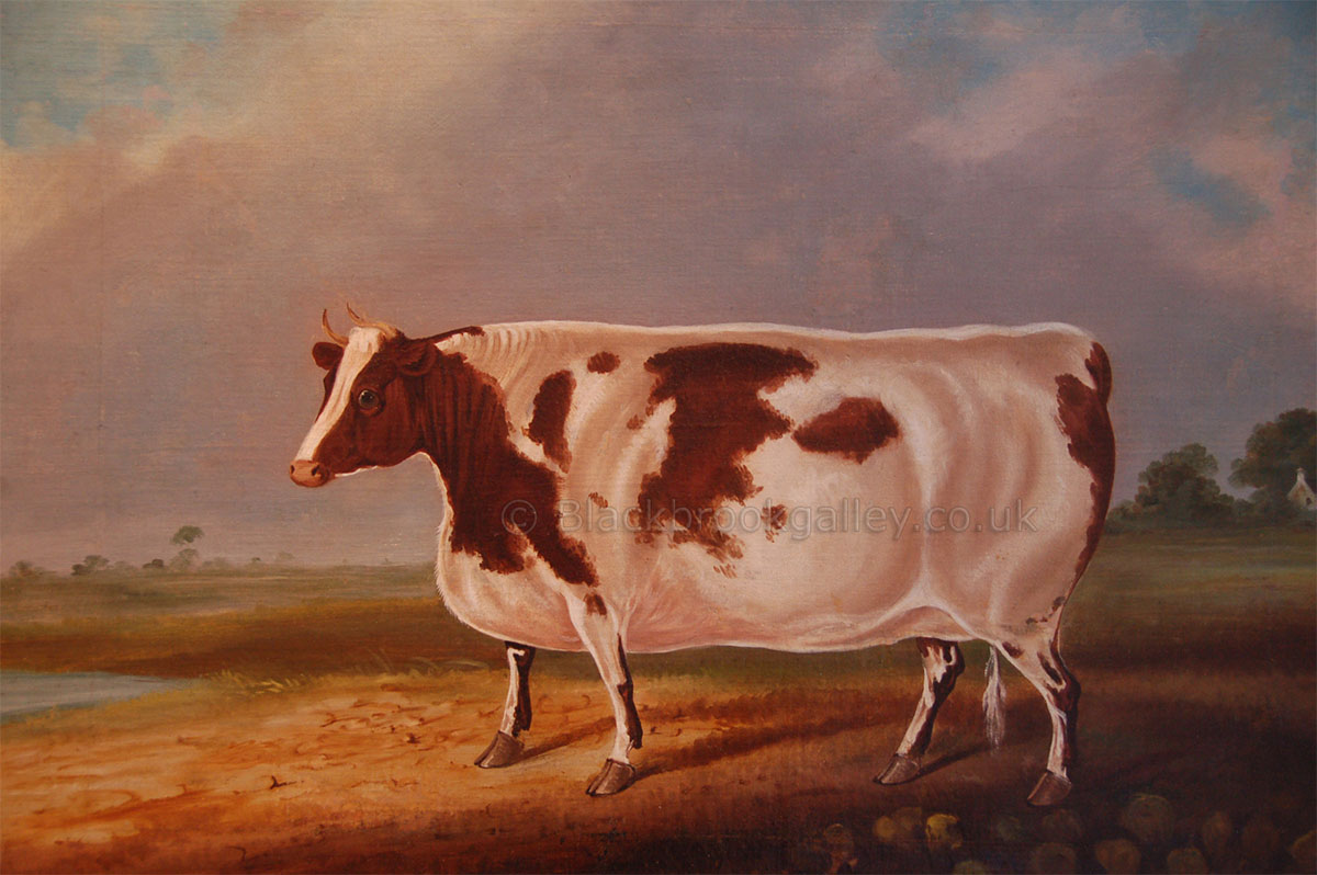 Prize shorthorn heifer antique animal paintings