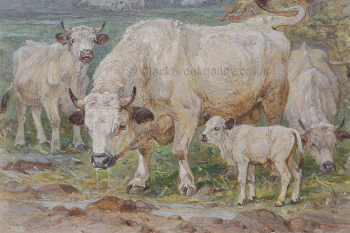 White park cattle antique animal paintings