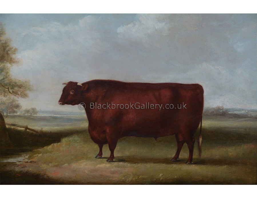 North Devon bull by William Henry Davis antique animal paintings