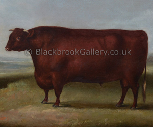 North Devon bull by William Henry Davis naive animal paintings