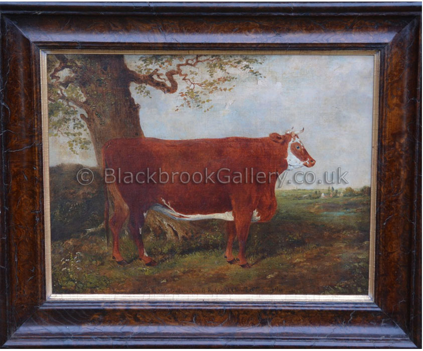 Prize Hereford heifer beneath a tree antique animal portrait