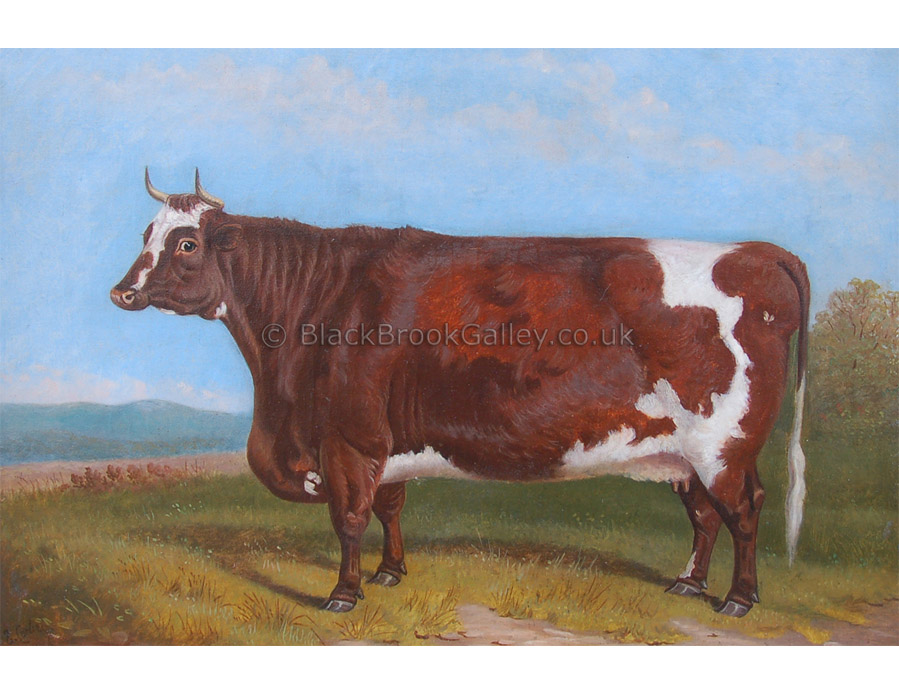 Prize shorthorn cow by Edward Corbet antique animal paintings