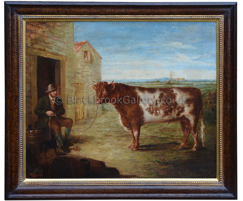 Shorthorn bull in a landscape with stockman antique animal portrait
