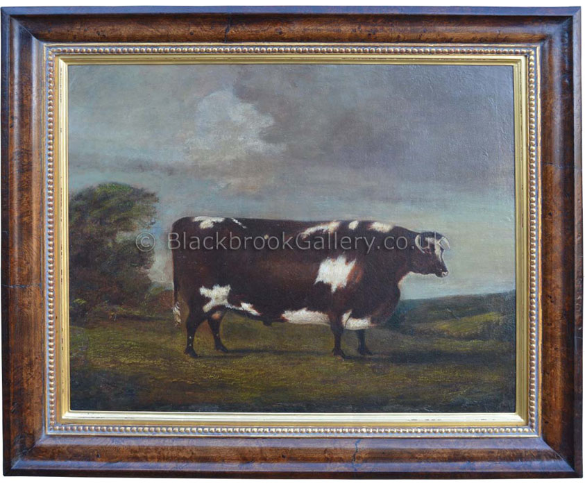 The Everingham prize ox antique animal portrait