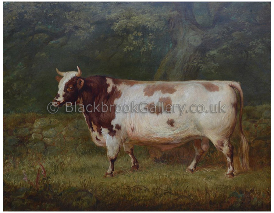 Ayrshire bull by Gourlay Steell antique animal paintings