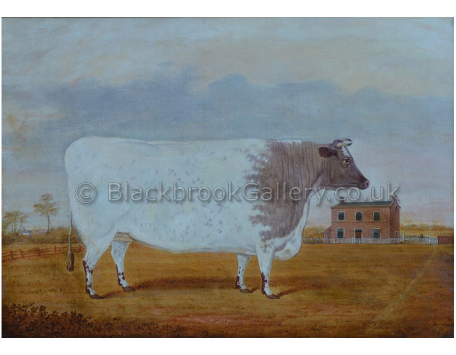 Light roan shorthorn heifer antique animal paintings
