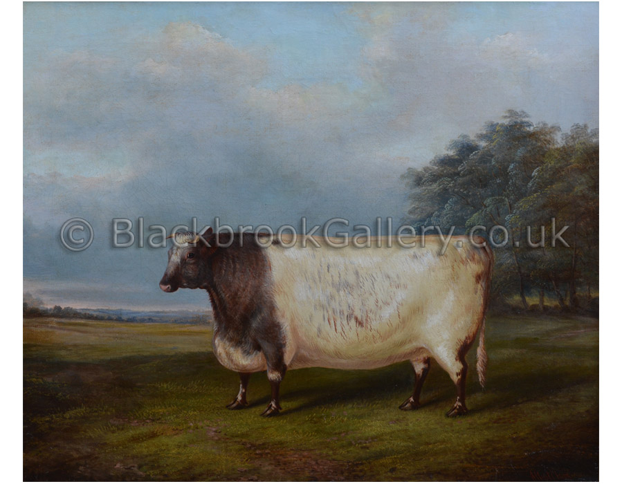 Prize shorthorn heifer by Albert Clark antique animal paintings