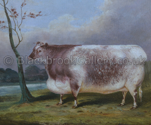 Shorthorn Heifer in a Landscape By A Tree